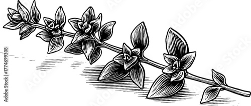 Vintage engraving of thyme sprig with fine leaves and delicate stems for botanical design