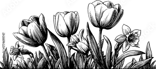 Engraved spring floral border with tulips and daffodils for decorative design