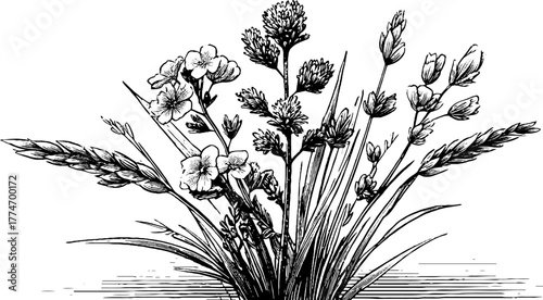 Vintage engraving of wild herb bouquet still life - hand drawn floral design