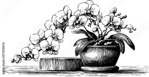Orchid still life with potted plant on pedestal: botanical engraving for vintage design