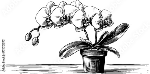 Vintage engraved still life of potted orchid on pedestal for botanical design