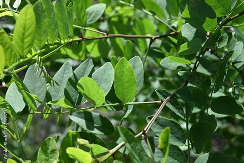 Macro Photograph of Dense, Vibrant Oval Green Leaves Creating a Natural Botanical Background Texture with Sunlit Highlights and Shadows