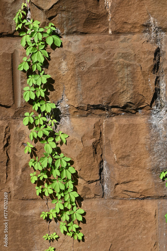 Vibrant Green Ivy or Vine Climbing an Old, Textured Stone or Brick Wall, Captured in Close-Up Detail Highlighting Growth, Light, and Shadow Contrast.