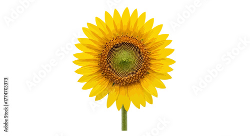 A vibrant yellow sunflower with a distinct green and brown center, standing tall on a green stem against a clean white background.