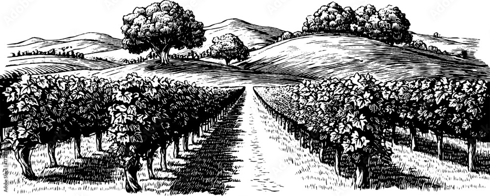 Obraz premium Vintage vineyard scene with grape trellis and rolling hills, design for labels and posters