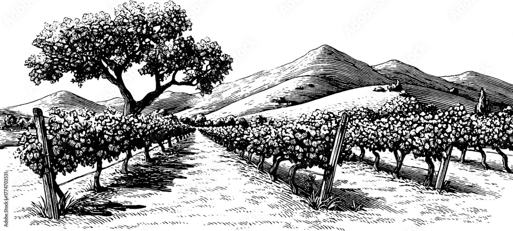 Fototapeta premium Vintage vineyard landscape with grape trellis and rolling hills for design and decor