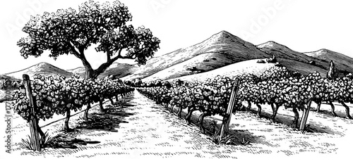 Vintage vineyard landscape with grape trellis and rolling hills for design and decor