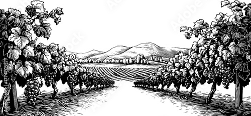 Vintage vineyard landscape with grape vines and trellis for retro label design