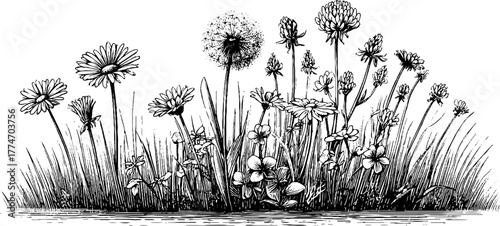 Vintage engraving of wild herbs featuring dandelion, clover, and chamomile for botanical design
