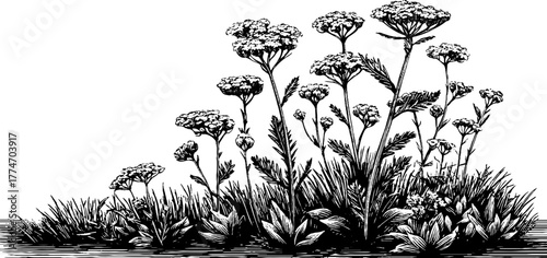 Vintage botanical design featuring yarrow stems and wild plant composition