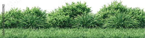 Lush green hedge and grass border with white background bush foliage
