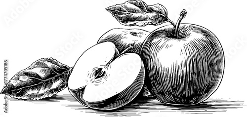 Vintage sketch of whole and sliced apple with leaf - ideal for poster, card, or label design