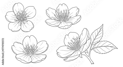A delicate monochrome drawing showcases four cherry blossom flowers, each with intricate petal.