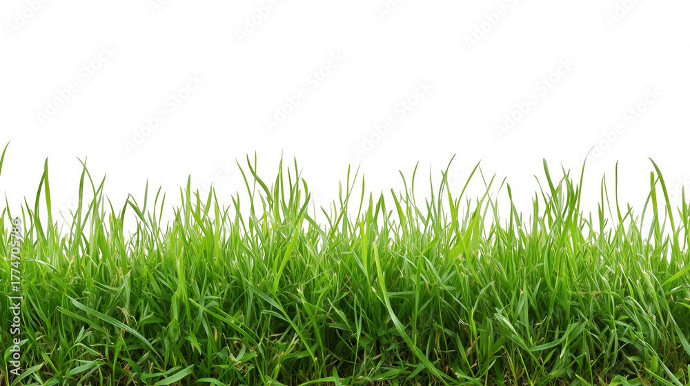 Fototapeta premium fresh green grass lawn isolated on white background png transparent clipart.