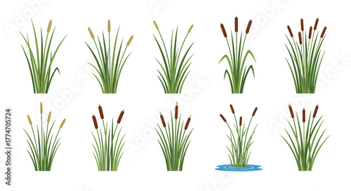 Various cattail plants are arranged in a set of different shapes and sizes on a white surface.