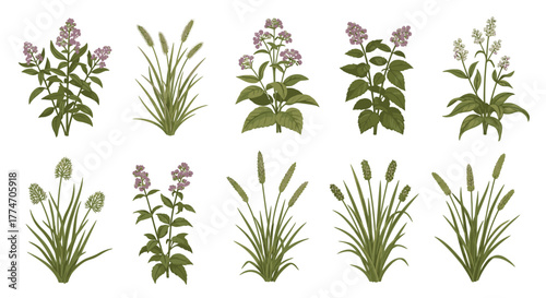 Collection of various botanical herbs and flowering plants, isolated on a white surface for.