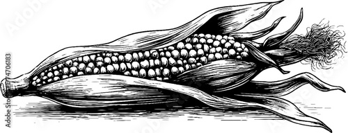 Vintage corn ear engraving with detailed kernels and husk for retro design