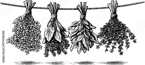 Vintage herbal bunches drying on twine silhouette for home decor and design