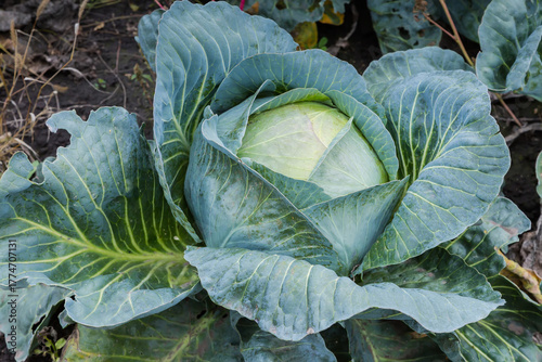 White cabbage head late variety on a field close-up