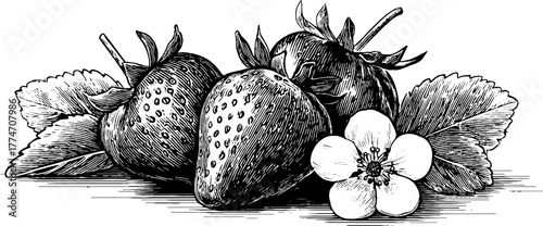 Vintage strawberry engraving with leaves and blossoms - ideal for retro designs and illustrations