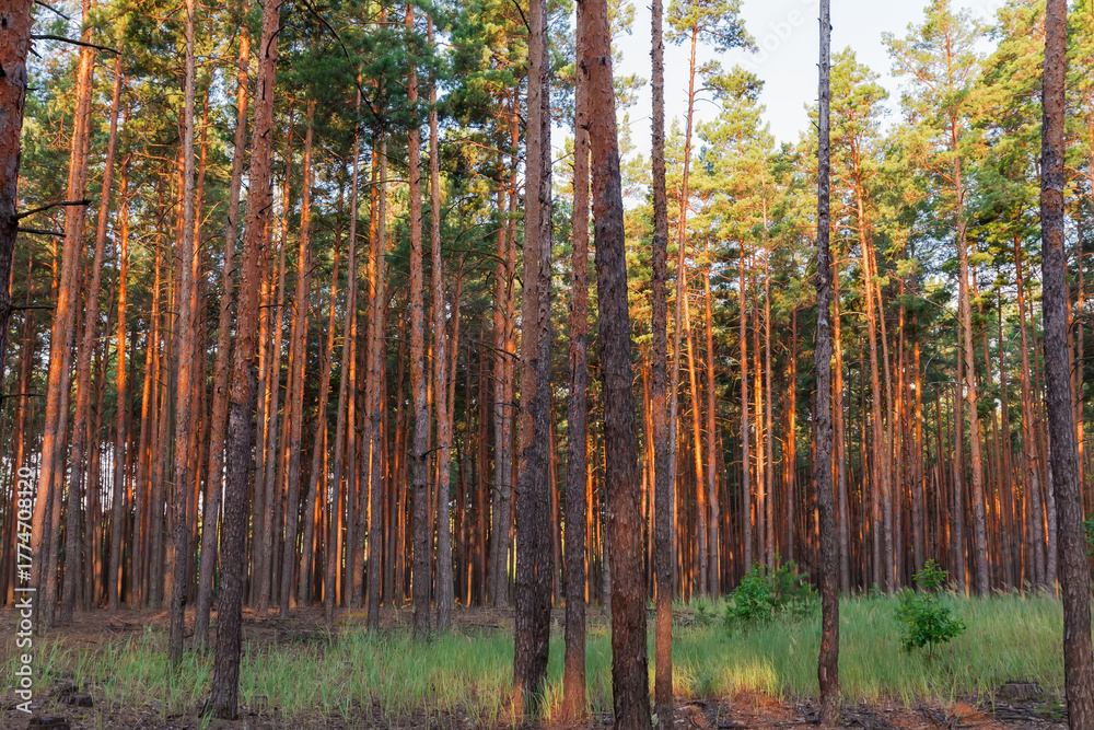 Fototapeta premium Pine forest with high trees in summer sunny evening