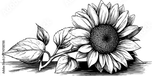 Vintage sunflower with leaves and seeds in detailed hand drawn engraving for floral design