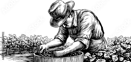 Vineyard worker harvesting grapes into wooden barrel - vintage etched scene for wine enthusiasts