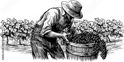 Vintage vineyard worker harvesting grapes into wooden barrel silhouette for retro design