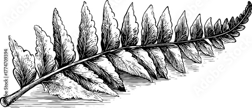 Elegant fern frond unfurling with curled tip and delicate leaflets