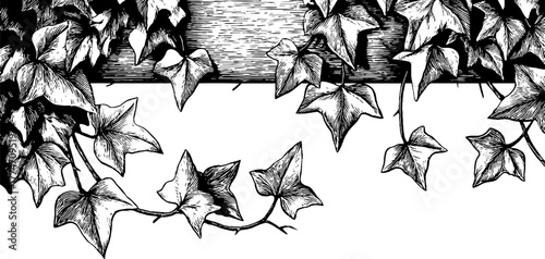 Vintage floral composition of intertwined ivy vines for design and decoration