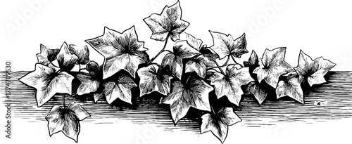 Intricate floral engraving featuring intertwined ivy vines for vintage design use