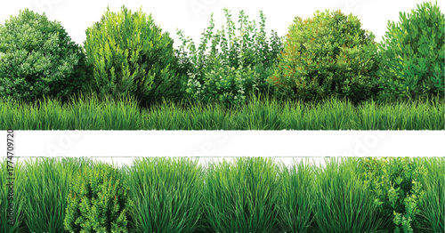 Contour of tall coniferous trees, set of beautiful Bushes and Shrubs Vector Set – Realistic Green Plants and Grass Isolated for Landscape Design Illustration on transparent background	
