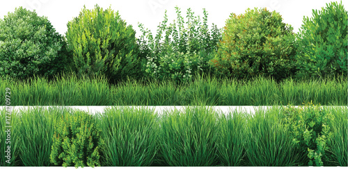 Collection of Beautiful Trees set – Isolated Cottonwood and Plane Trees, Transparent Background for Architectural and Garden Design	