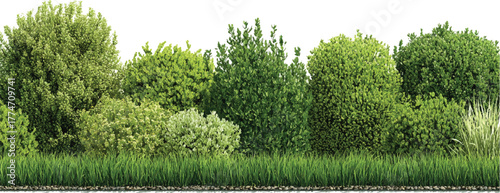 Collection of Beautiful Trees set – Isolated Cottonwood and Plane Trees, Transparent Background for Architectural and Garden Design	