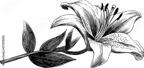 Elegant lily flower in full bloom with long petals and stamen for botanical design