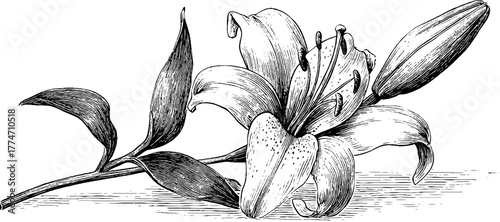 Elegant lily flower in full bloom with long petals and stamen for botanical design