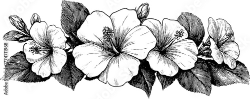 Ornamental horizontal floral divider design featuring double lines and central hibiscus elements