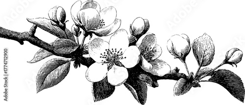 Floral oval frame with blossoming branches and soft spring leaves for elegant design