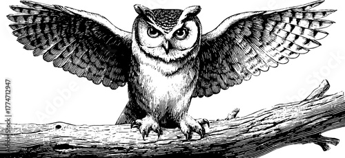 Majestic owl perched on tree branch with wings folded in detailed vintage sketch