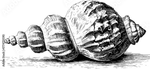 Spiral seashell with fine ridges and shadow for nautical design