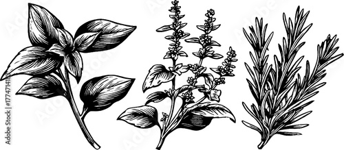 Vintage botanical herb sketch featuring basil, thyme, and rosemary - design for print, card, poster