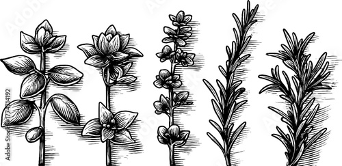 Vintage botanical herb sketch collection featuring basil, thyme, and rosemary for design use