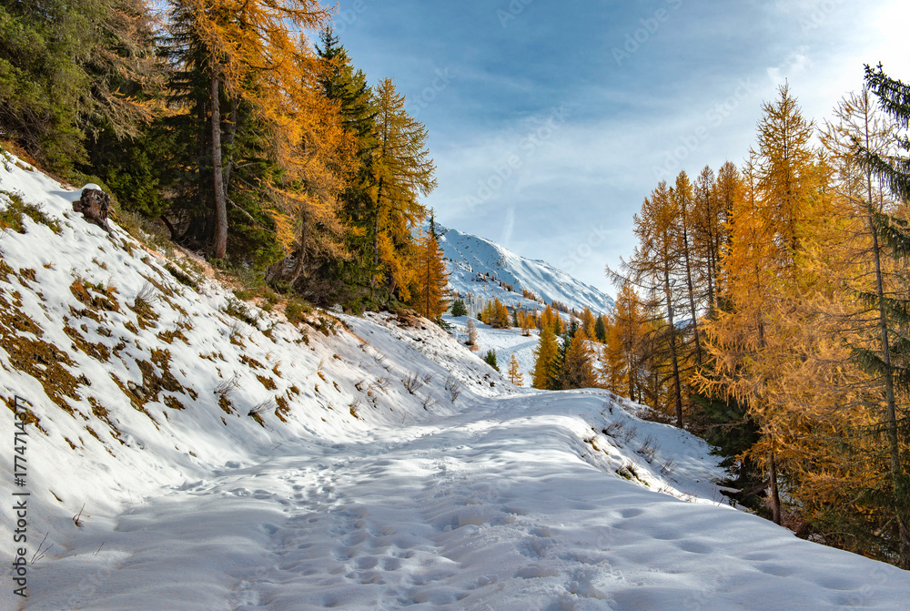 Fototapeta premium larch forest with golden needles bordering a path covered in snow and mountain peak in the background in tarentaise valley