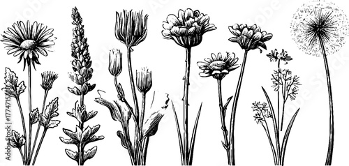 Vintage engraved wild meadow plants collection featuring plantain and nettle