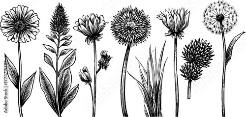 Vintage sketch of wild meadow plants including plantain and nettle for botanical design