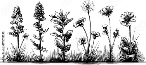 Engraved collection of wild meadow plants featuring plantain and nettle for botanical design