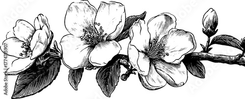 Minimalist linear borders with fine hatching and florals design for vintage etched patterns