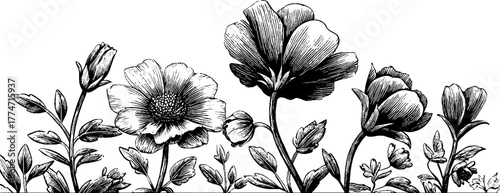 Elegant floral borders with intricate linear designs for vintage decor and graphic design