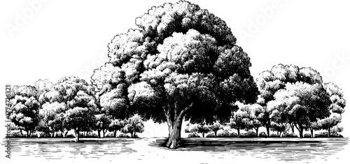 Vintage hand drawn engraving of trees in a repeating pattern for retro design