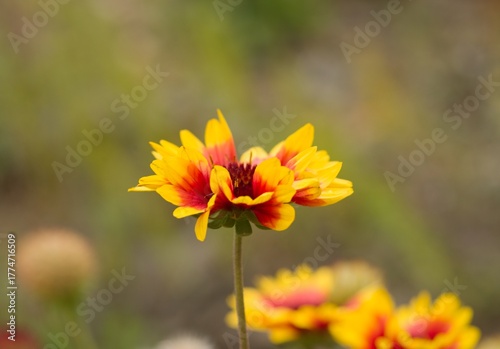 Plant list 2025 - Gaillardia aristata (Blanket Flower)